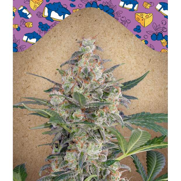 Female Seeds Auto Blueberry Cheesecake 4 pcs feminised