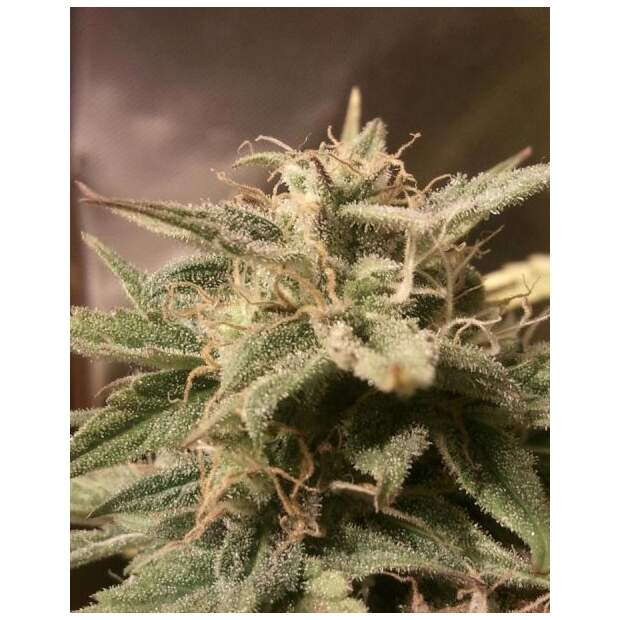 Female Seeds Auto Bubble 4 pcs feminised