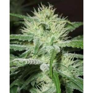 Female Seeds Auto Speed Bud 10 pcs feminised