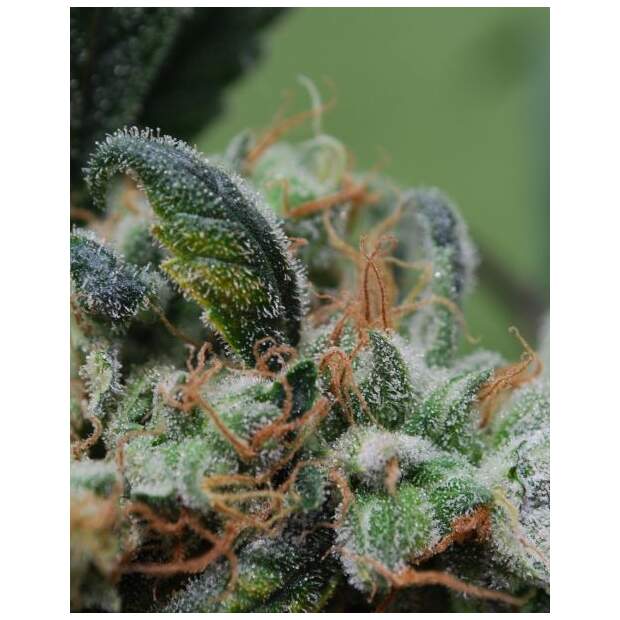 Female Seeds Blueberry Cheesecake 4 Stk feminisiert