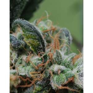 Female Seeds Blueberry Cheesecake 10 Stk feminisiert