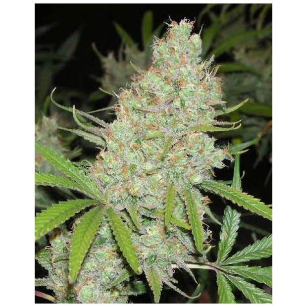 Female Seeds C99 4 pcs feminised