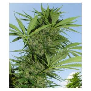 Female Seeds Easy Sativa 10 Stk feminisiert