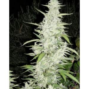 Female Seeds Maroc 4 Stk feminisiert