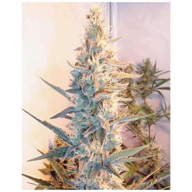 Female Seeds Outdoor Grapefruit 4 pcs feminised