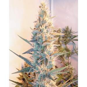 Female Seeds Outdoor Grapefruit 10 pcs feminised