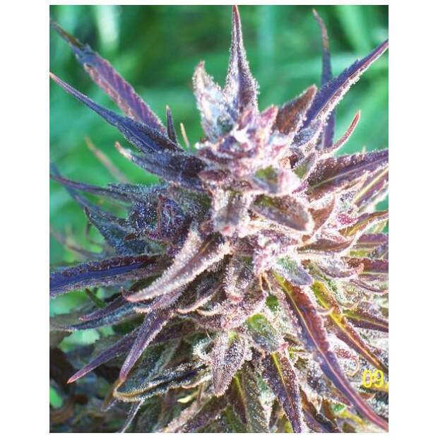 Female Seeds Purple Maroc 10 pcs feminised