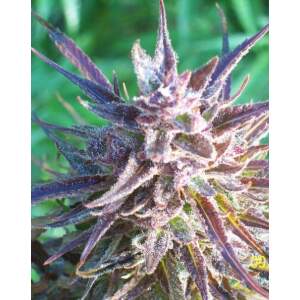 Female Seeds Purple Maroc 10 pcs feminised