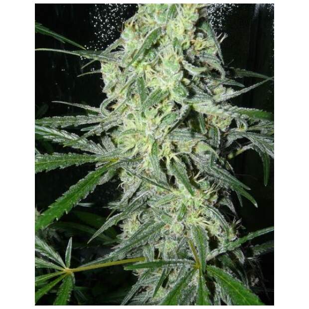 Female Seeds Sexbud 4 Stk feminisiert