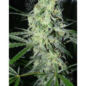 Female Seeds Sexbud 10 Stk feminisiert