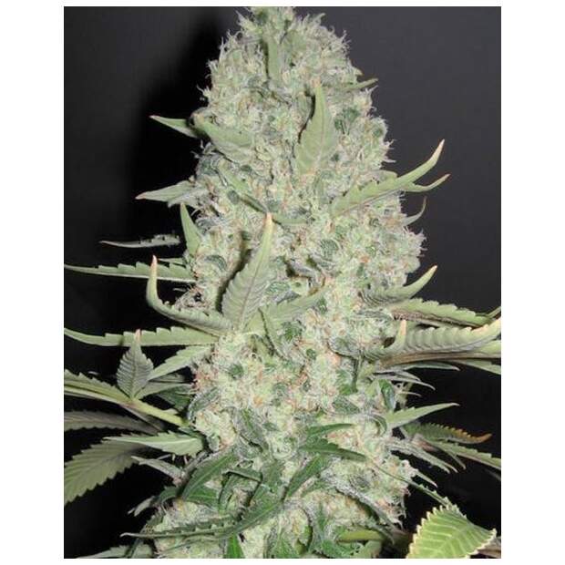 Female Seeds Wwxbb (White Widow X Big Bud) 4 Stk feminisiert