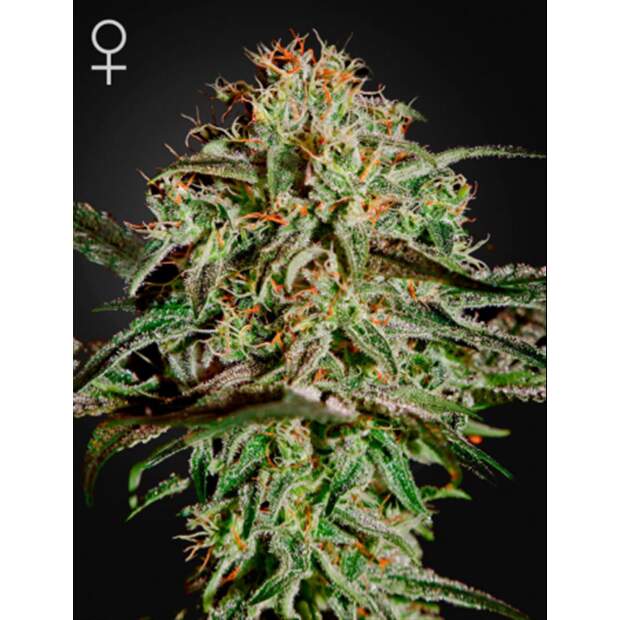 Green House Seeds A.M.S 10 pcs feminised