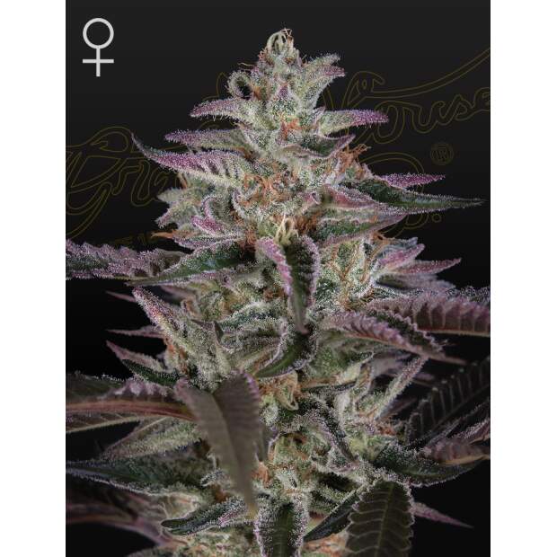 Green House Seeds Banana Krumble 3 pcs feminised