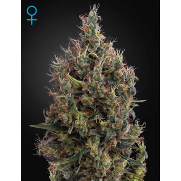Green House Seeds Big Bang Auto 3 Stk feminisiert