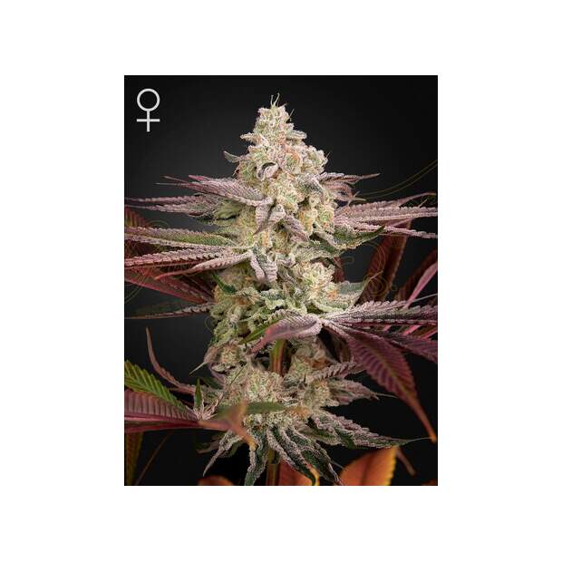 Green House Seeds Chemical Bride 3 pcs feminised