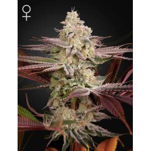 Green House Seeds Chemical Bride 3 pcs feminised