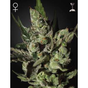 Green House Seeds Exodus Cheese 3 pcs feminised
