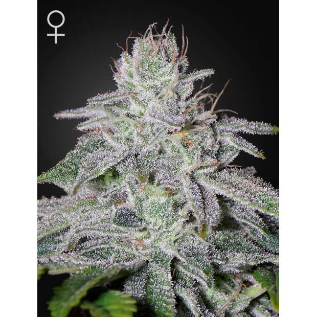 Green House Seeds Francos Lemon Cheese 3 Stk feminisiert