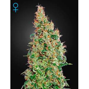 Green House Seeds Green-O-Matic Auto 3 Stk feminisiert