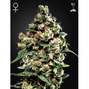 Green House Seeds Jack Herer 5 pcs feminised