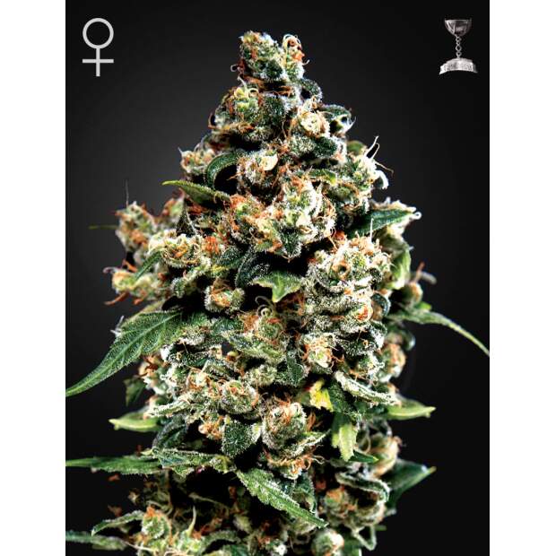 Green House Seeds Jack Herer 10 Stk feminisiert