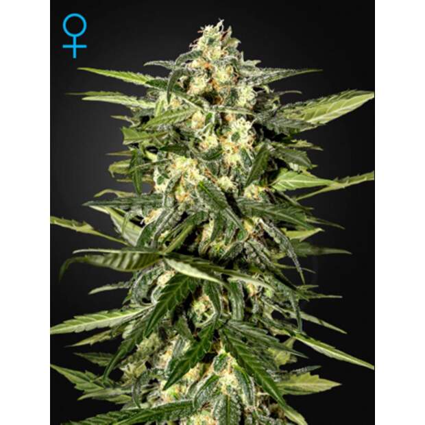 Green House Seeds Jack Herer Auto 3 pcs feminised