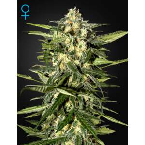 Green House Seeds Jack Herer Auto 3 pcs feminised