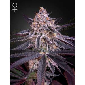 Green House Seeds Kings Juice 3 pcs feminised