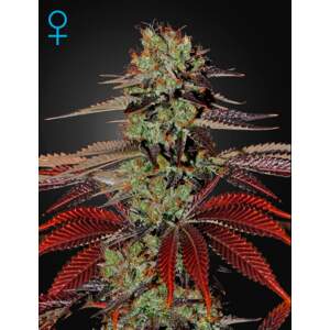 Green House Seeds Kings Kush Auto 3 Stk feminisiert