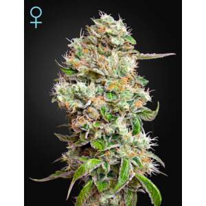 Green House Seeds Kings Kush Auto CBD 5 Stk feminisiert