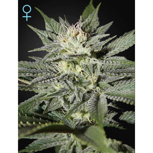 Green House Seeds Kings Kush CBD 5 Stk feminisiert