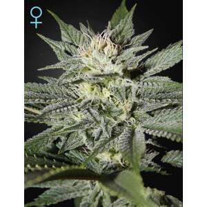 Green House Seeds Kings Kush CBD 5 Stk feminisiert