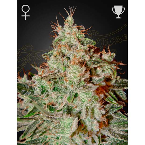 Green House Seeds Lemon Skunk 3 pcs feminised