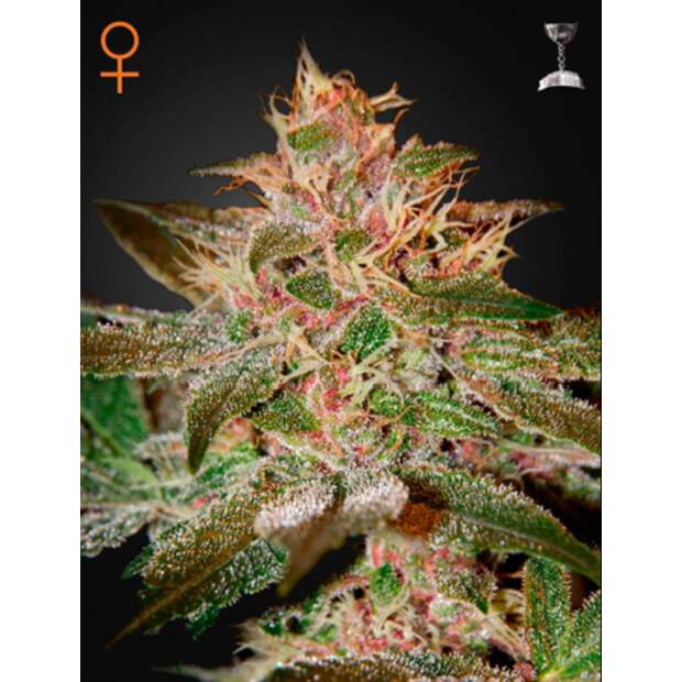 Green House Seeds Pure Kush 5 Stk feminisiert