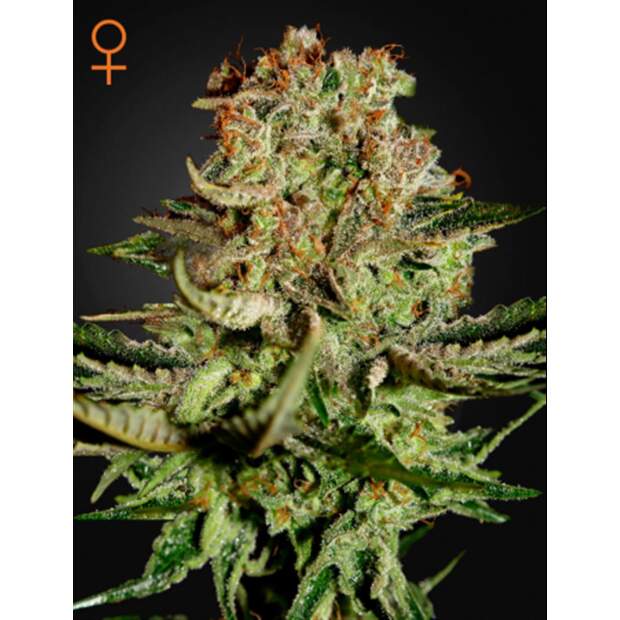 Green House Seeds Super Bud 10 pcs feminised