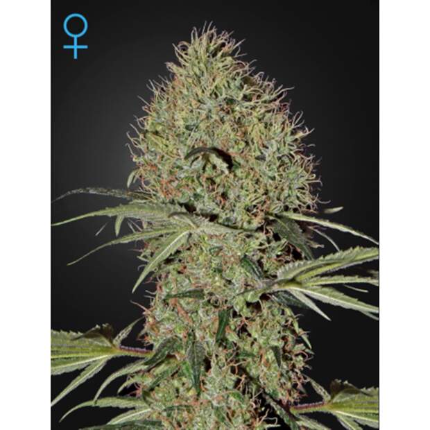 Green House Seeds Super Bud Auto 5 pcs feminised