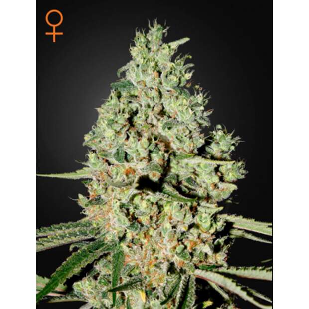 Green House Seeds Super Critical 5 pcs feminised