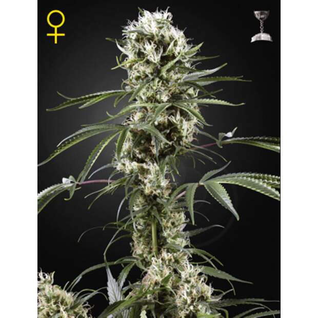 Green House Seeds Super Lemon Haze 3 pcs feminised