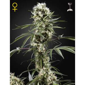 Green House Seeds Super Lemon Haze 3 pcs feminised