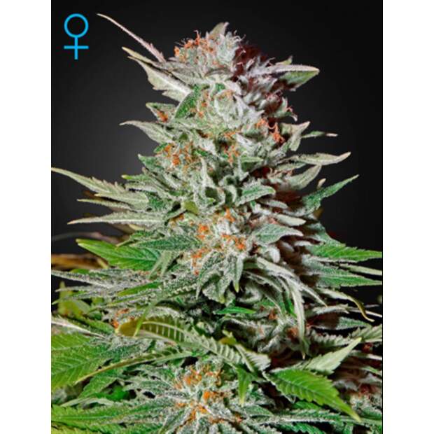 Green House Seeds Super Lemon Haze Auto 10 Stk feminisiert