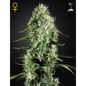 Green House Seeds Super Silver Haze 3 Stk feminisiert
