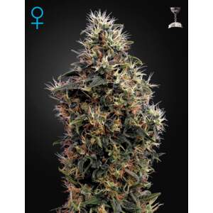 Green House Seeds Sweet Mango Auto 3 pcs feminised
