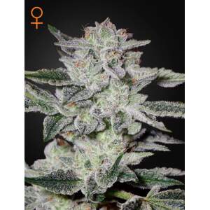 Green House Seeds Sweet Valley Kush 5 pcs feminised