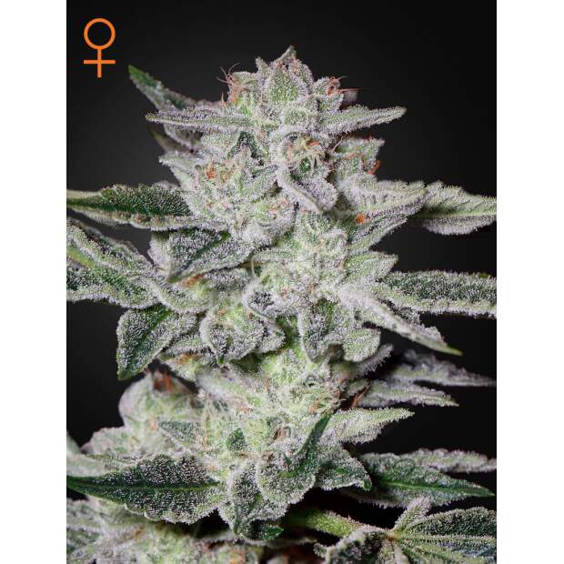 Green House Seeds Sweet Valley Kush 10 pcs feminised