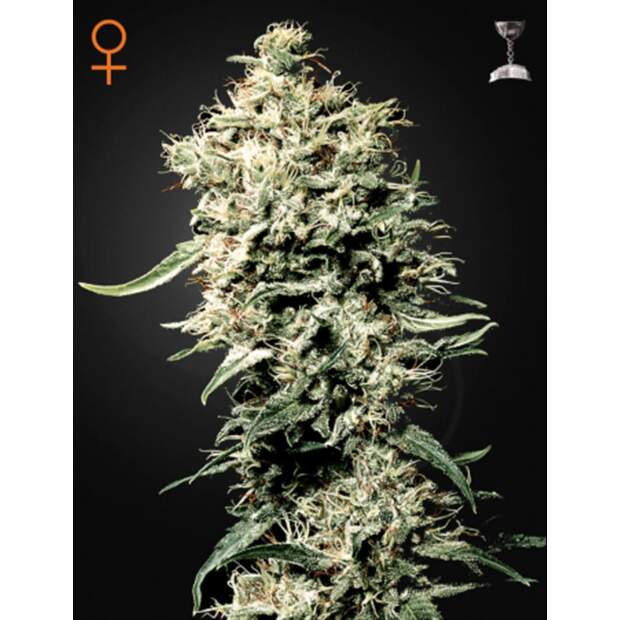 Green House Seeds White Rhino 3 Stk feminisiert