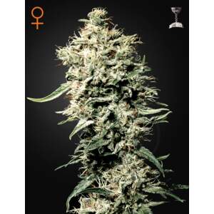Green House Seeds White Rhino 3 Stk feminisiert