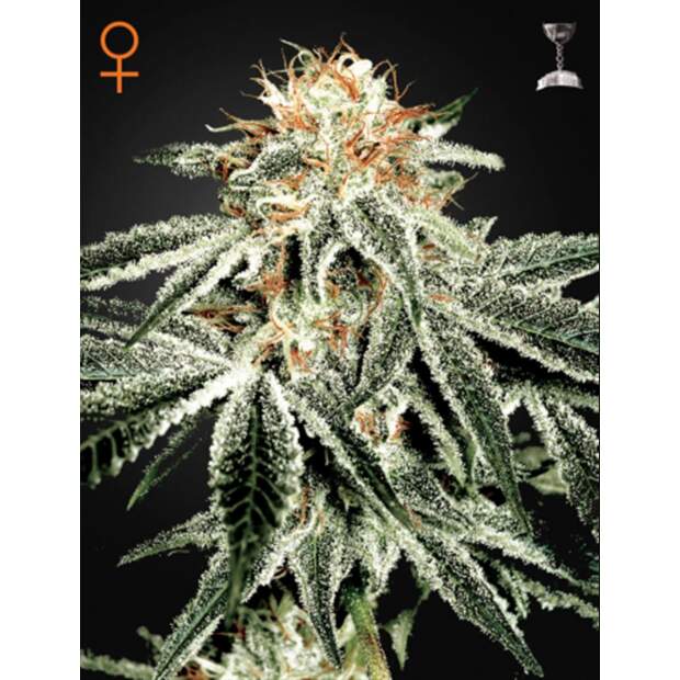 Green House Seeds White Widow 3 pcs feminised
