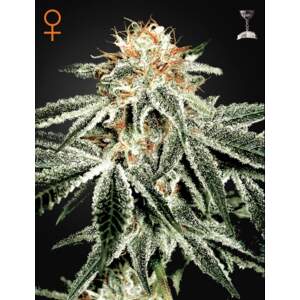 Green House Seeds White Widow 5 Stk feminisiert