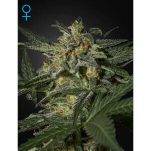 Green House Seeds White Widow Auto 3 Stk feminisiert