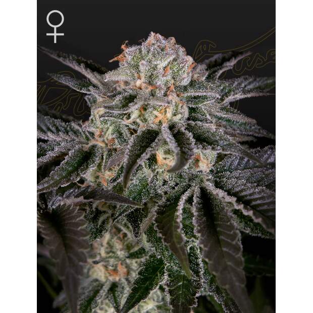 Green House Seeds Wonder Pie 3 pcs feminised